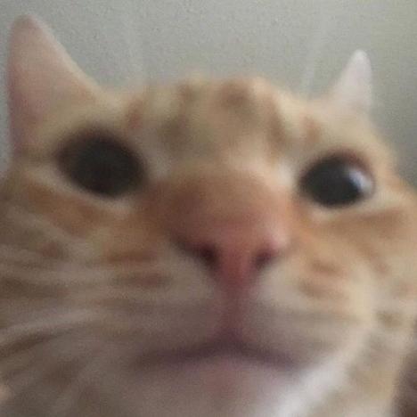 catjpg