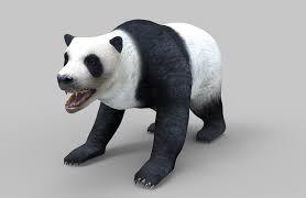 bear