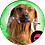 antrapogen