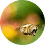 asodik568