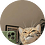 Beohydnay