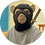 ddt