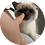 enemyhvh