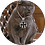 FEIcaicaigougou
