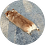 florcorgi