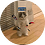 Geko22
