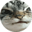helboi