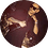 kammogenius