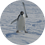 Kisu