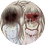 koaz
