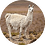llamaxyx1337