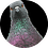 nikoneverlose