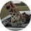 pohchampion