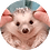 salvatico