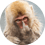 swonksy