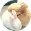 Valito