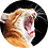 zhenek